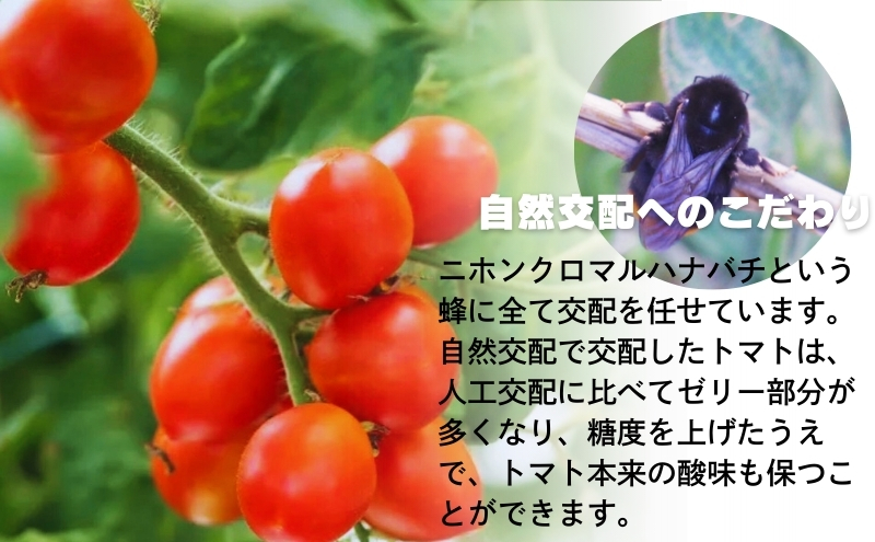モリヒロ園芸が育てたじょんならんトマトの定期便C　ギフトボックス入り（年間11回） 野菜 ミニトマト 甘い フルーツ サラダ 