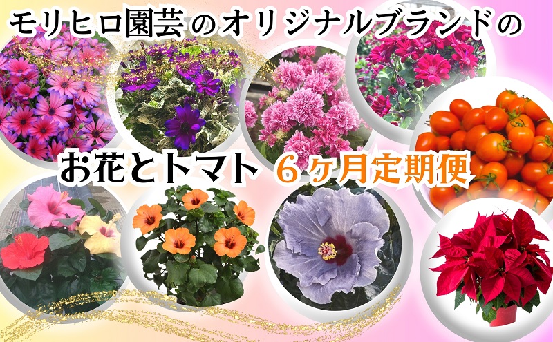 モリヒロ園芸のオリジナルブランドのお花とトマト6ヶ月定期便 植物 野菜 ミニトマト 