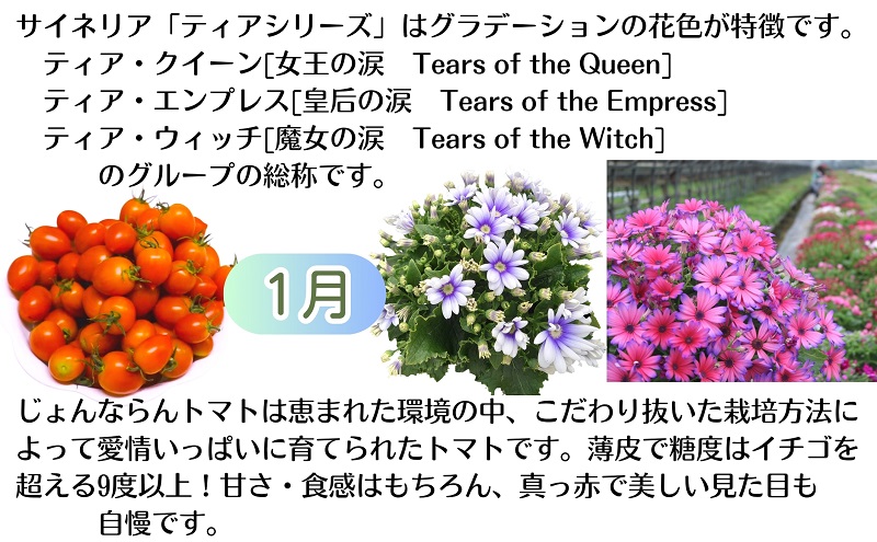 モリヒロ園芸のオリジナルブランドのお花とトマト6ヶ月定期便 植物 野菜 ミニトマト 