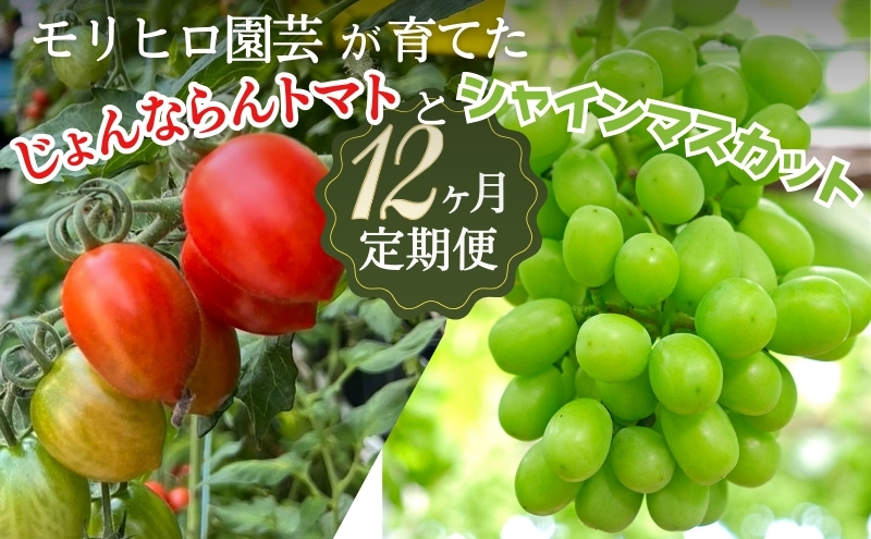 モリヒロ園芸が育てたじょんならんトマトとシャインマスカットの12ヶ月定期便 果物類 ぶどう フルーツ 野菜 ミニトマト 