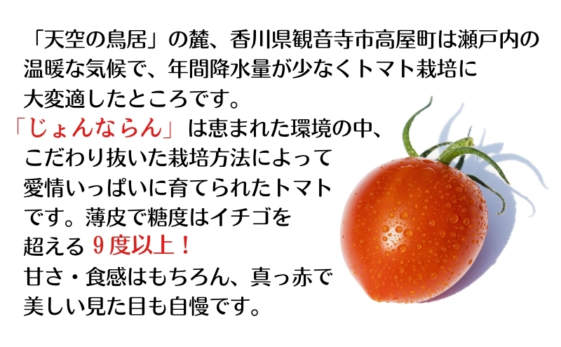 モリヒロ園芸が育てたじょんならんトマトとシャインマスカットの12ヶ月定期便 果物類 ぶどう フルーツ 野菜 ミニトマト 