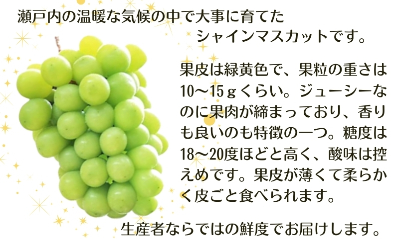 モリヒロ園芸が育てたじょんならんトマトとシャインマスカットの12ヶ月定期便 果物類 ぶどう フルーツ 野菜 ミニトマト 