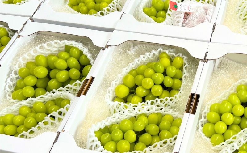 モリヒロ園芸が育てたじょんならんトマトとシャインマスカットの12ヶ月定期便 果物類 ぶどう フルーツ 野菜 ミニトマト 