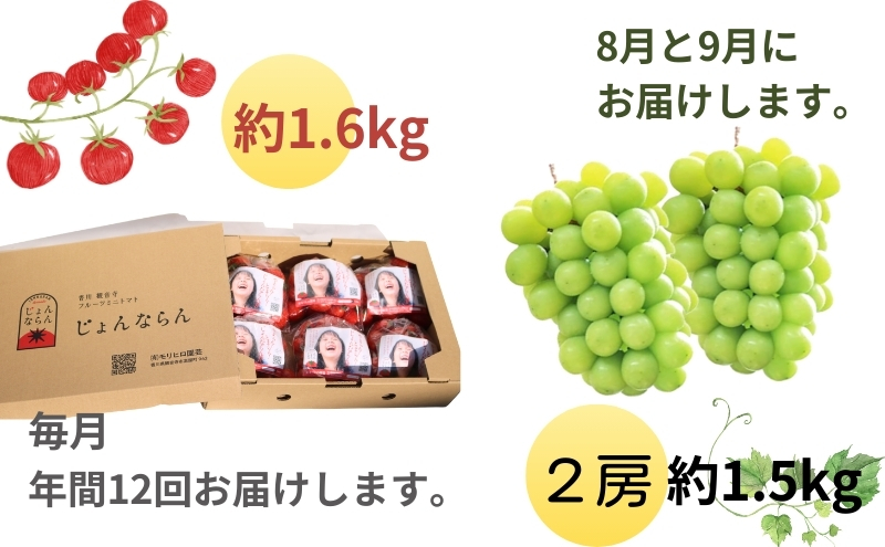 モリヒロ園芸が育てたじょんならんトマトとシャインマスカットの12ヶ月定期便 果物類 ぶどう フルーツ 野菜 ミニトマト 
