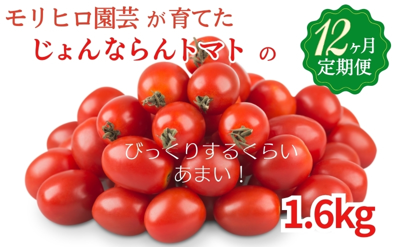 モリヒロ園芸が育てたじょんならんトマトの12ヶ月定期便 野菜 ミニトマト 
