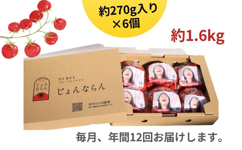 モリヒロ園芸が育てたじょんならんトマトの12ヶ月定期便 野菜 ミニトマト 