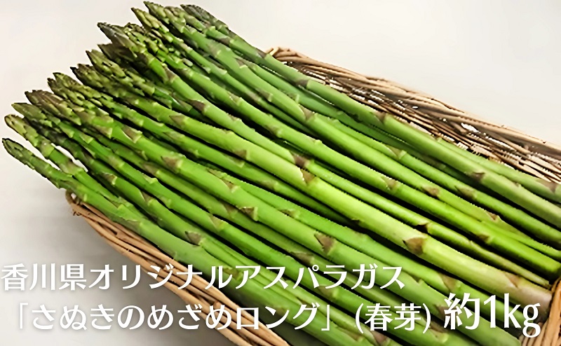 香川県オリジナルアスパラガス「さぬきのめざめロング」(春芽)約１kg 野菜 野菜セット