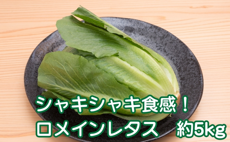 シャキシャキ食感！　ロメインレタス　約5kg 野菜 野菜セット
