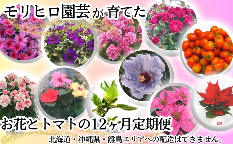 モリヒロ園芸が育てたお花とトマトの12ヶ月定期便 植物 野菜 ミニトマト 