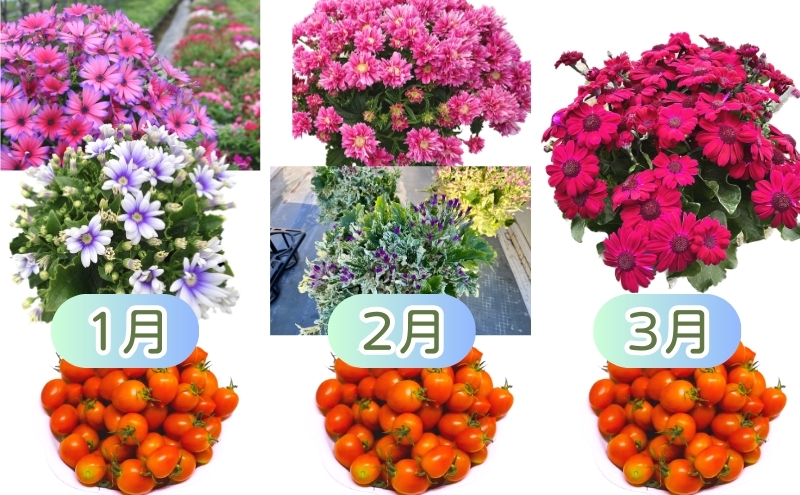 モリヒロ園芸が育てたお花とトマトの12ヶ月定期便 植物 野菜 ミニトマト 