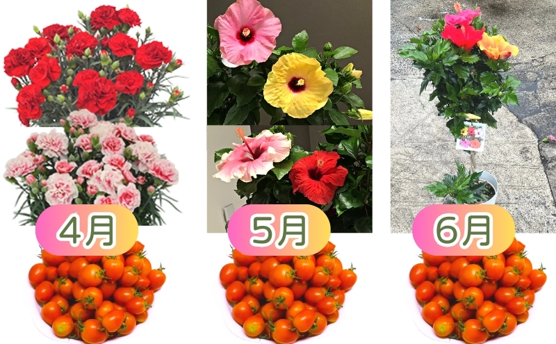 モリヒロ園芸が育てたお花とトマトの12ヶ月定期便 植物 野菜 ミニトマト 