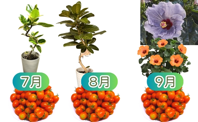 モリヒロ園芸が育てたお花とトマトの12ヶ月定期便 植物 野菜 ミニトマト 
