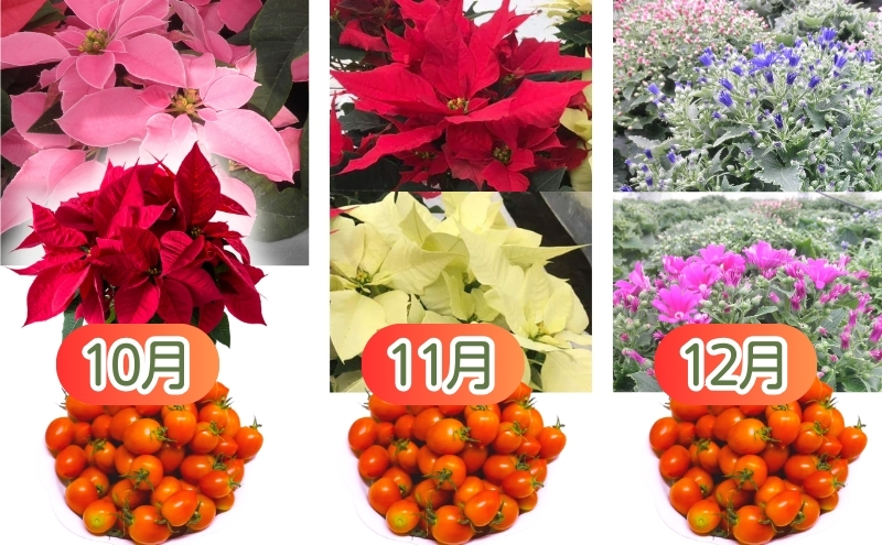 モリヒロ園芸が育てたお花とトマトの12ヶ月定期便 植物 野菜 ミニトマト 