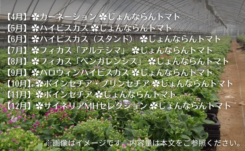 モリヒロ園芸が育てたお花とトマトの12ヶ月定期便 植物 野菜 ミニトマト 