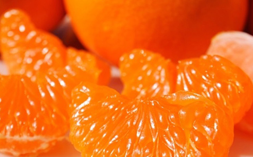 2025年秋よりお届け 高糖度系石地みかん 約3kg 柑橘類 フルーツ 果物 ミカン