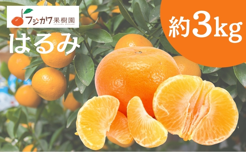 2026年先行予約 はるみ 約3kg みかん 柑橘類 果物 フルーツ　