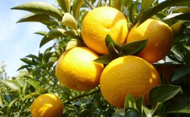 低温貯蔵　特選甘夏柑約10kg みかん 柑橘類 フルーツ　