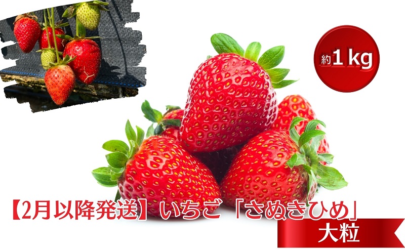 【2月より発送開始】いちご「さぬきひめ」大粒 約1kg 【配送不可エリア】北海道、 沖縄県、離島エリア 果物類 苺 イチゴ フルーツ 4パック