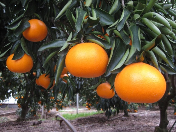 せとか 約3kg化粧箱 果物類 みかん 柑橘類 フルーツ