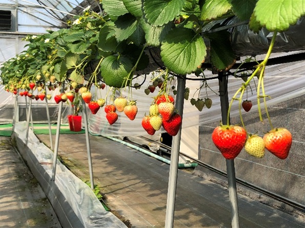 いちご「さぬきひめ」化粧箱入り約400g 果物類 苺 イチゴ フルーツ