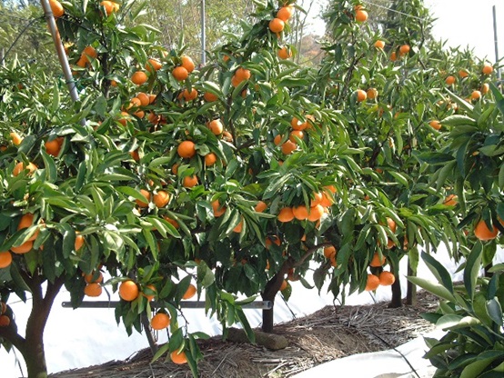 温州みかん 約5kg 果物類 柑橘類 フルーツ ミカン くだもの