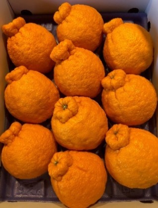 ハウス不知火　約3kg化粧箱入り  柑橘  甘い ジューシー 果物類 柑橘類 フルーツ