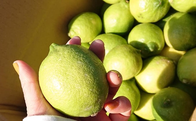 2026年秋よりお届け グリーンレモン（露地栽培）約2.5kg 果物類 柑橘類 柑橘 檸檬 