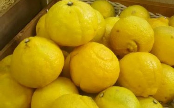 はるか 約3kg 果物類 柑橘類 フルーツ みかん ミカン