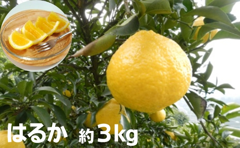 【2026年春の柑橘】はるか 約3kg 果物類 柑橘類 フルーツ みかん ミカン