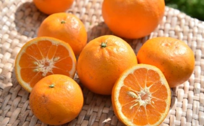 はれひめ　約5kg　2025年1月お届け！ 果物類 柑橘類 フルーツ みかん ミカン