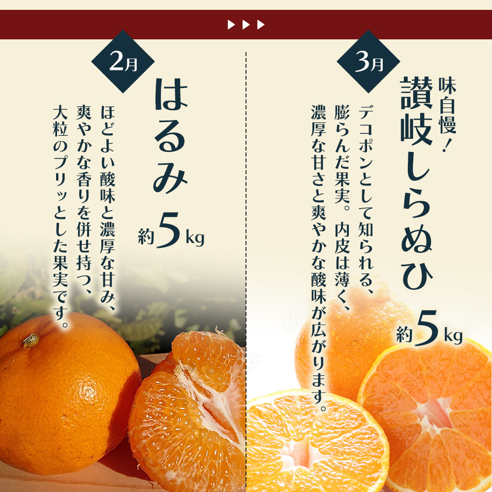 【6回 頒布会】みかん 定期便 6回 フルーツ フジカワ果樹園オリジナル（新季節の柑橘セット） 果物 
