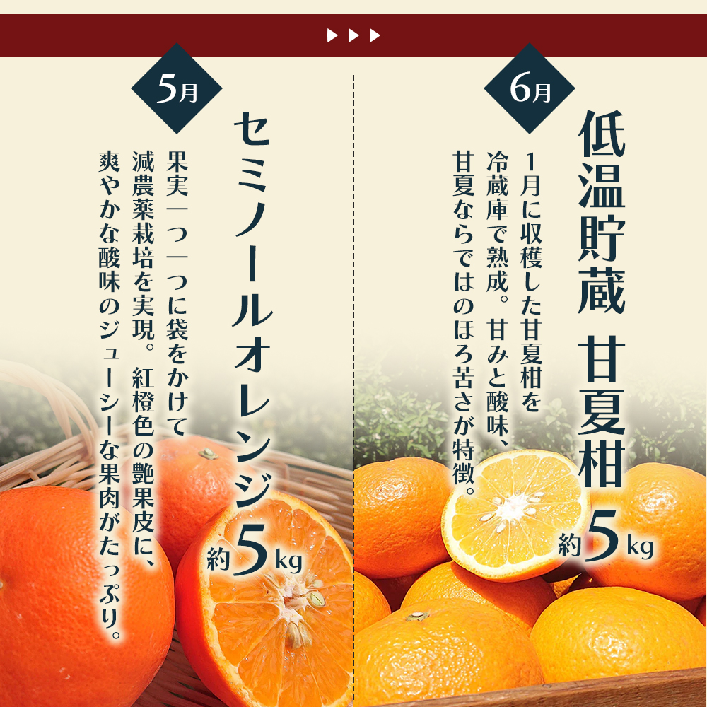 【6回 頒布会】みかん 定期便 6回 フルーツ フジカワ果樹園オリジナル（新季節の柑橘セット） 果物 