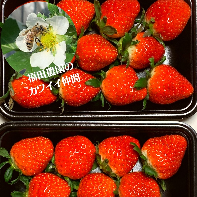 福田さんちのイチゴ(さぬきひめ) 2Lサイズ ×6パック 1.5kg以上【配送不可：北海道、沖縄、離島エリア】苺 農園直送 いちご採れたて直送