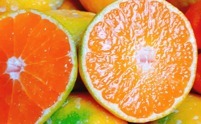 2026秋よりお届け 高糖度温州みかん（由良早生）約5kg 果物類 柑橘類 柑橘 ミカン フルーツ 蜜柑