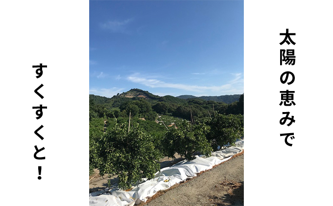 【2026年先行予約】低温貯蔵ハウス不知火　約5kg 果物類 柑橘類 柑橘 フルーツ みかん ミカン 