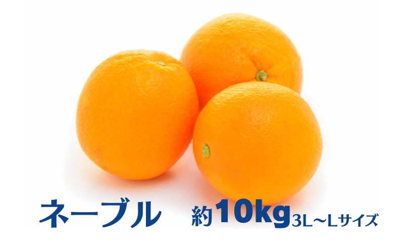 ネーブル　約10kg 果物類 柑橘類 フルーツ ネーブルオレンジ オレンジ
