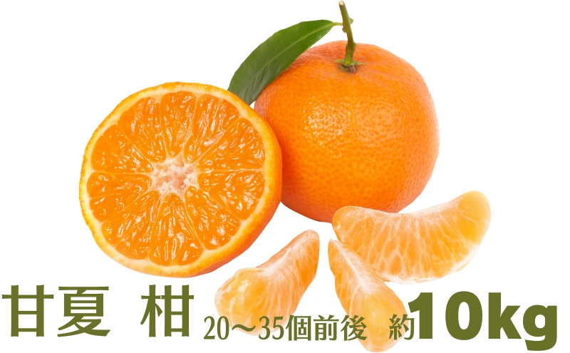 甘夏 柑 約10kg 果物類 柑橘類 フルーツ みかん 