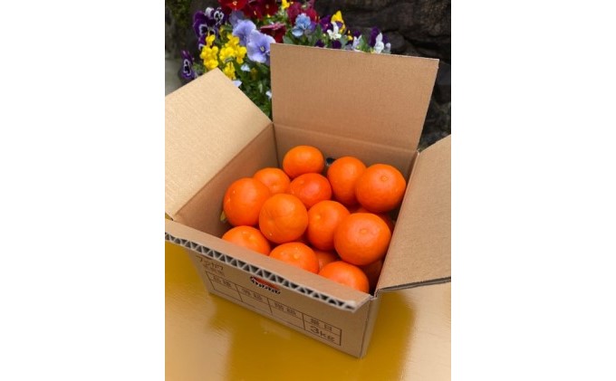 2026蟷エ蜈郁。御コ育エ 繧サ繝溘ヮ繝シ繝ォ縲邏3kg 譫懃黄鬘 譟第ゥ倬。 繝輔Ν繝シ繝