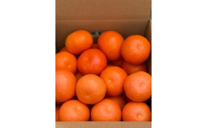 2026蟷エ蜈郁。御コ育エ 繧サ繝溘ヮ繝シ繝ォ縲邏3kg 譫懃黄鬘 譟第ゥ倬。 繝輔Ν繝シ繝