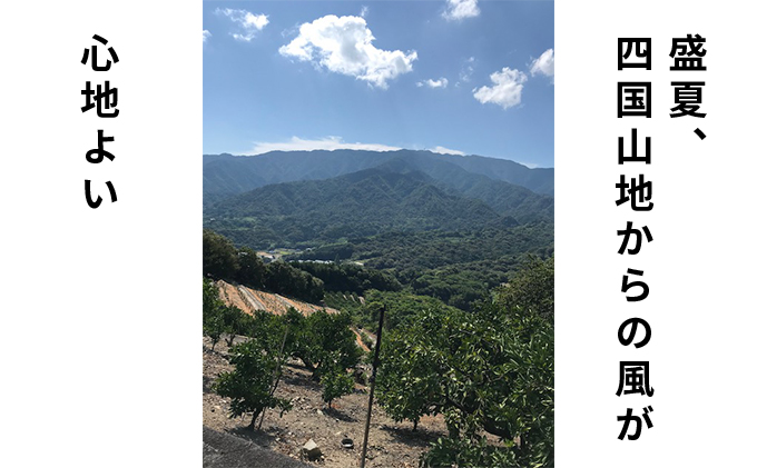 2026蟷エ蜈郁。御コ育エ 繧サ繝溘ヮ繝シ繝ォ縲邏3kg 譫懃黄鬘 譟第ゥ倬。 繝輔Ν繝シ繝