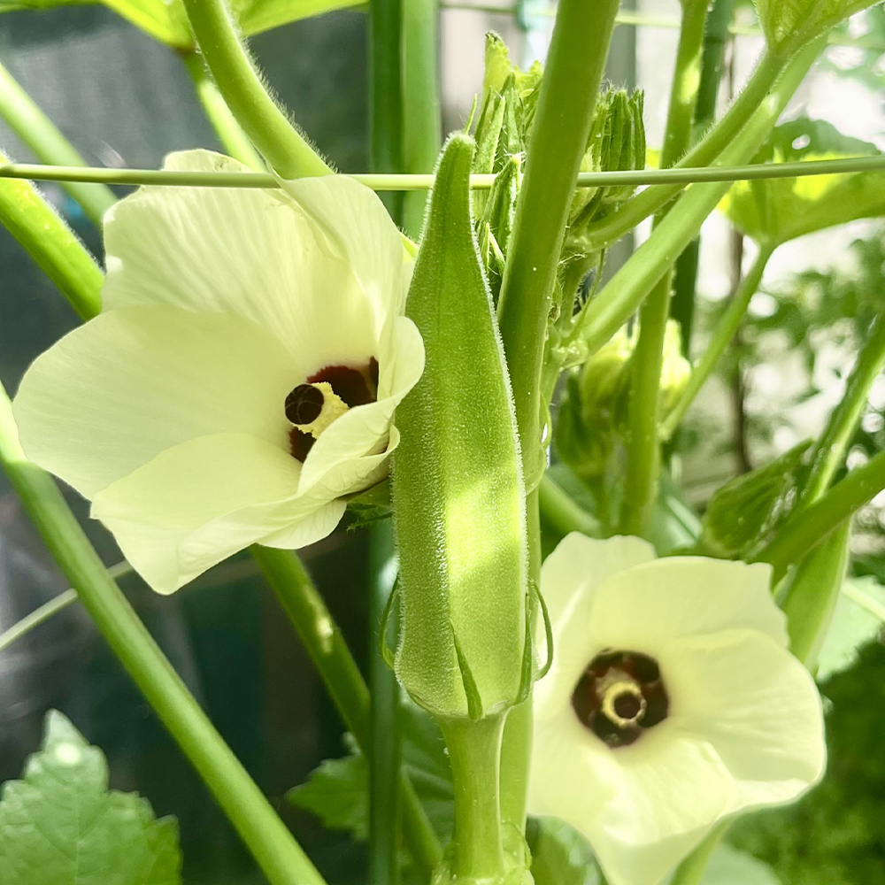 M02-0219_オクラ　約2.1kg