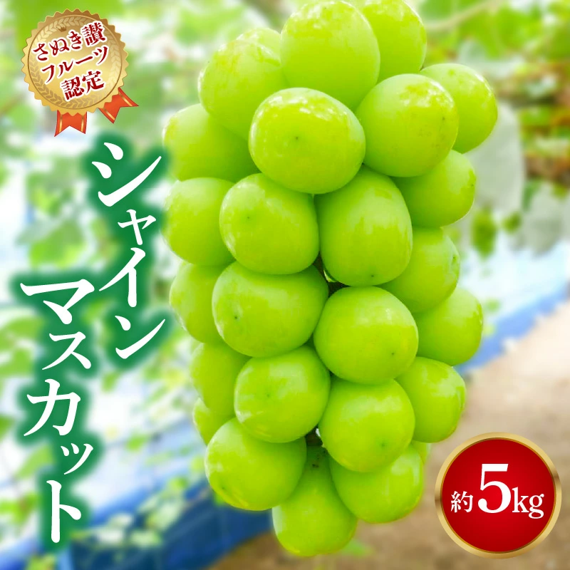 M72-0007_【ふるさと納税】【9月1日から】【さぬき讃フルーツ】シャインマスカット 約5kg