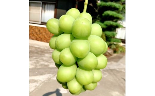 MH140-0218_迚ケ螟ァ繧キ繝」繧、繝ウ繝槭せ繧ォ繝繝医邏3kg