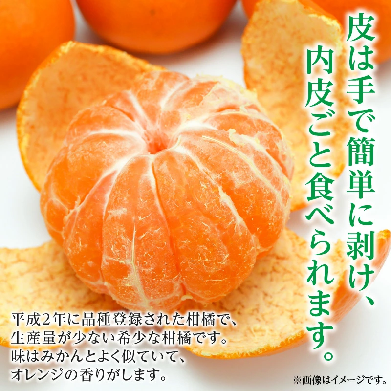 M02-0154_希少な柑橘「はれひめ」約10kg