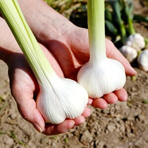 M07-0020_ããµãããšçŽçšã也ç¥ã«ãã«ã1ã(æççš)