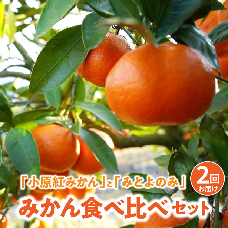 M67-0008-2024_「みとよのみ」みかん食べ比べセット[2回お届け]【2024年出荷分の予約受付】
