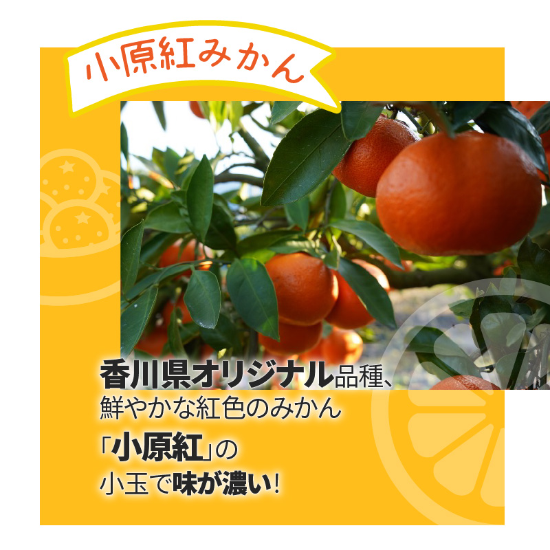 M67-0008-2024_「みとよのみ」みかん食べ比べセット[2回お届け]【2024年出荷分の予約受付】