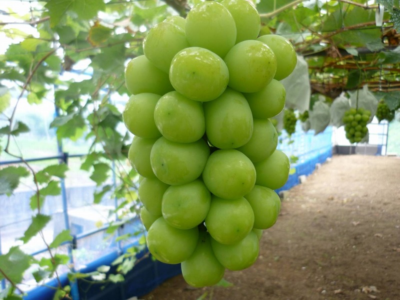 M72-0004_【7月中旬から】【さぬき讃フルーツ】シャインマスカット&NEWピオーネ詰め合わせ