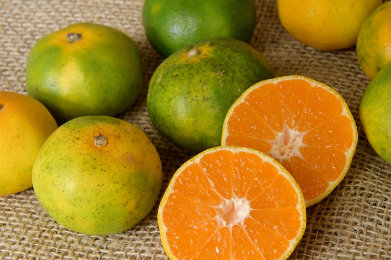 M72-0013_【10月上旬より】由良早生みかん 5kg×2箱【ギフト可】