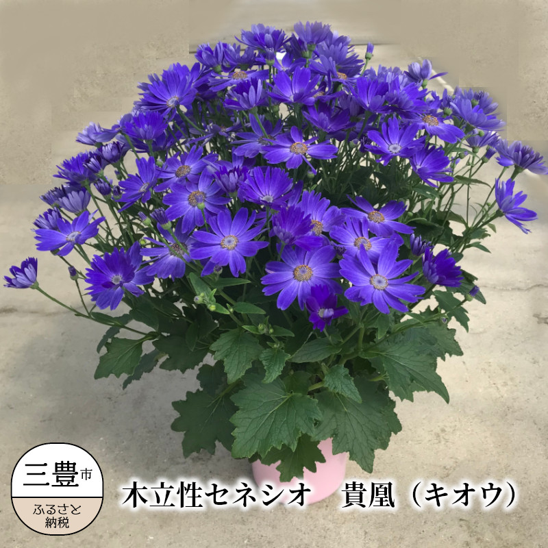 M81-0001_【ふるさと納税】木立性セネシオ 貴凰(キオウ)【2022年1月～2月発送】